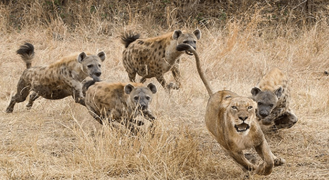 同等体型下,猫科和犬科谁的战斗力更强,北美灰狼能打赢花豹吗?
