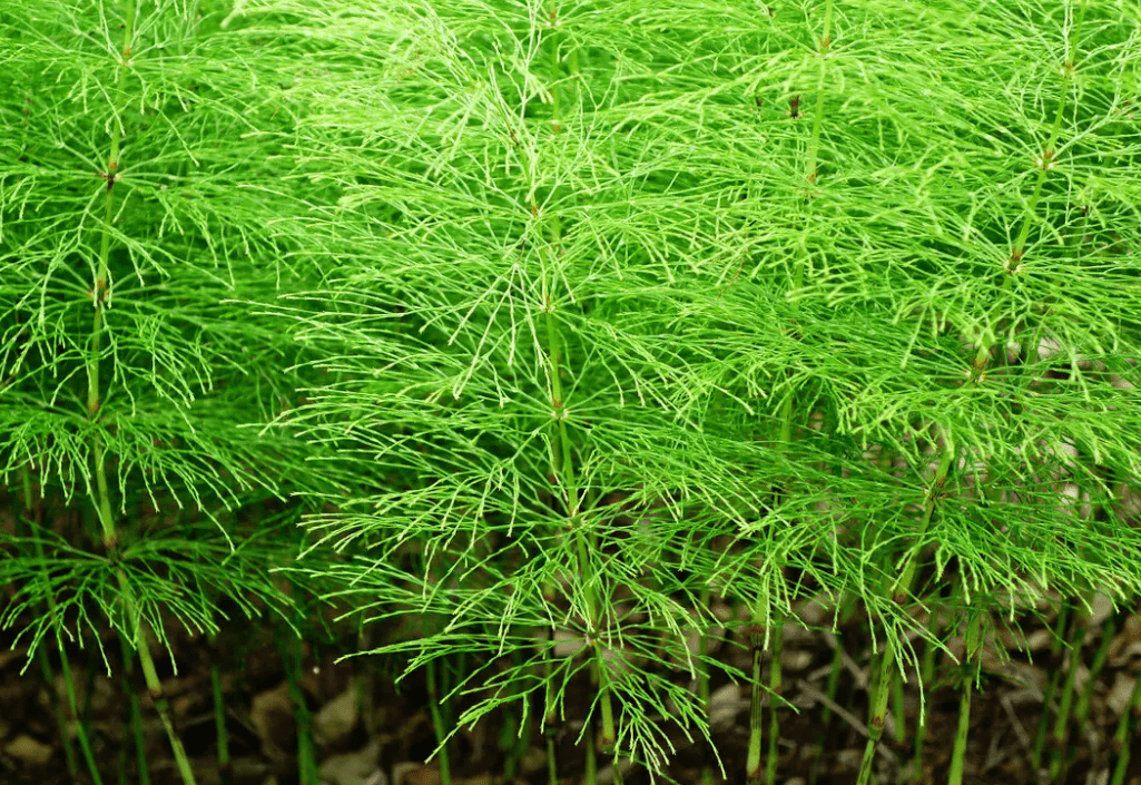 农村1种植物,人称问荆,它外形酷似木贼,对农作物危害大!