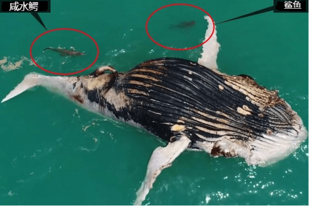 鲨鱼遭遇鳄鱼,谁胜谁负?_尸体_海岸_食物