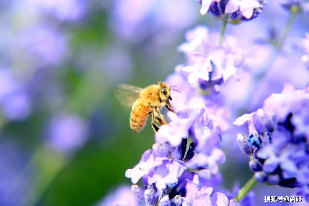 2023年,這10個最火賞花地,一個也不能錯過._油菜花_薰衣草_梨花