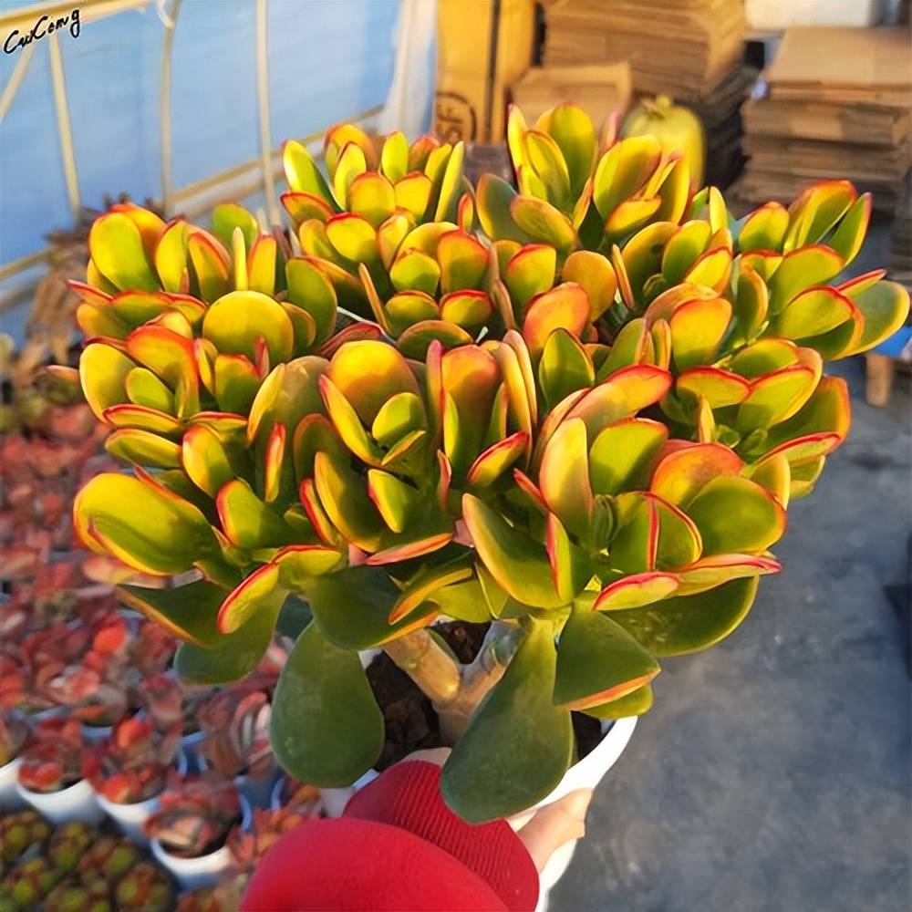 多肉黄金花月和新花月锦,每一款都是颜值担当,你更喜欢哪种?