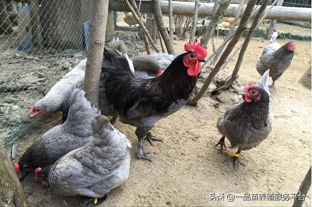 瓦灰鸡的第三个优势是抗病力强.