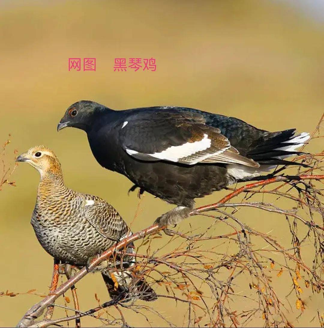 松林"角斗士"黑琴鸡_领地_羽毛_竞技场