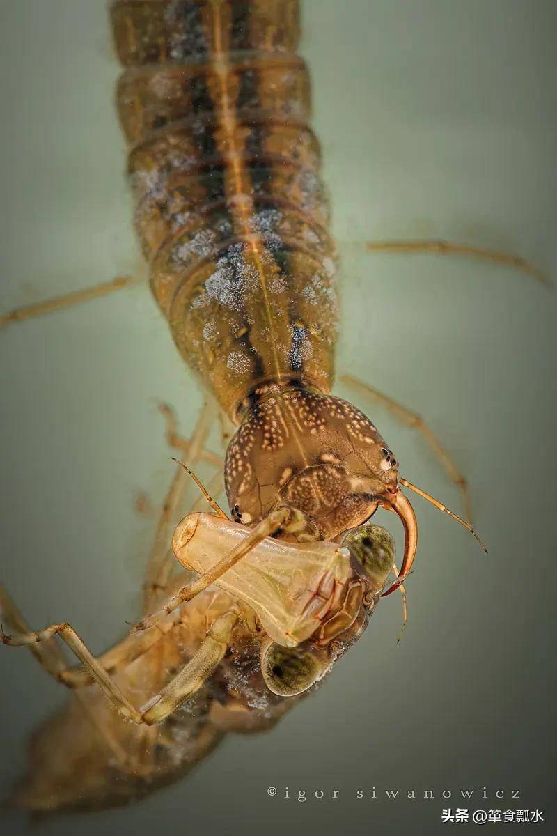 龙虱(虾鳖子)及其幼虫水蜈蚣(水夹子)_空气_昆虫_气泡