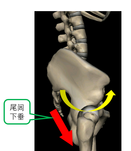 尾闾下垂实际上是指髋骨前旋,脊骨受拉时尾闾的追随,由于追随的大致