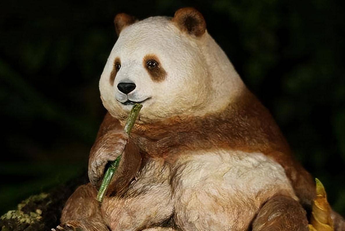 秦岭出现棕色熊猫,比普通大熊猫珍稀百倍,专家:可能属于基因突变