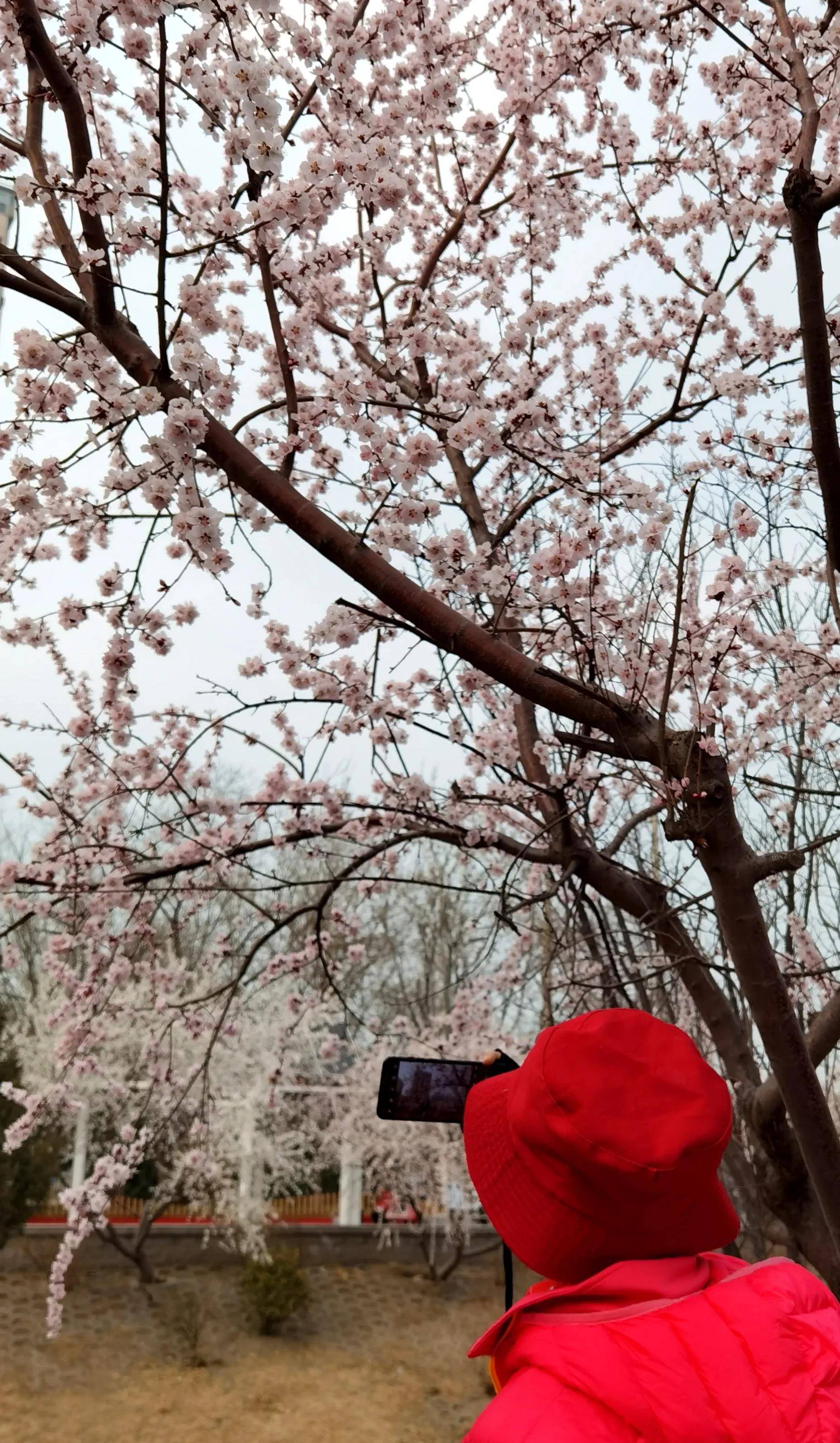 舞陽光欠足花難紅晴空不易留影重枝垂入水水難清一支香配樓倒影抬頭