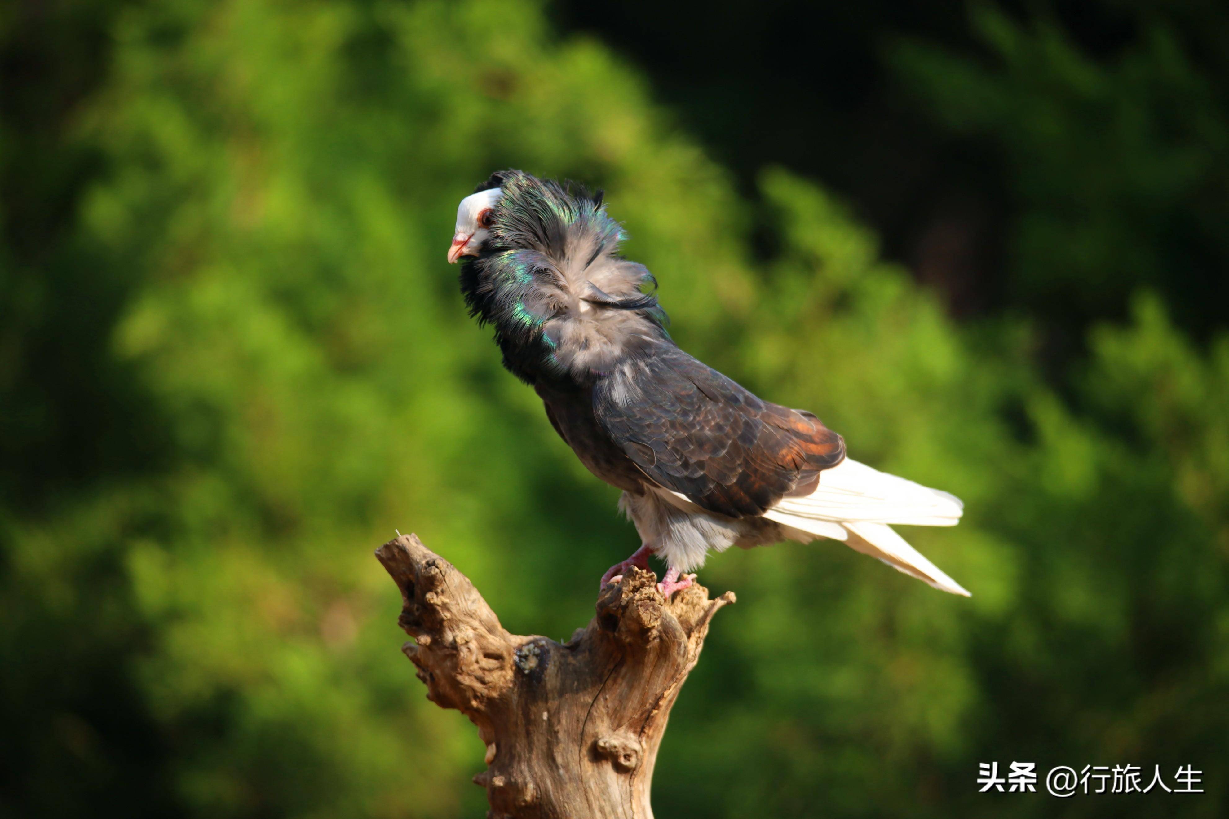 毛领鸽子图片大全大图图片