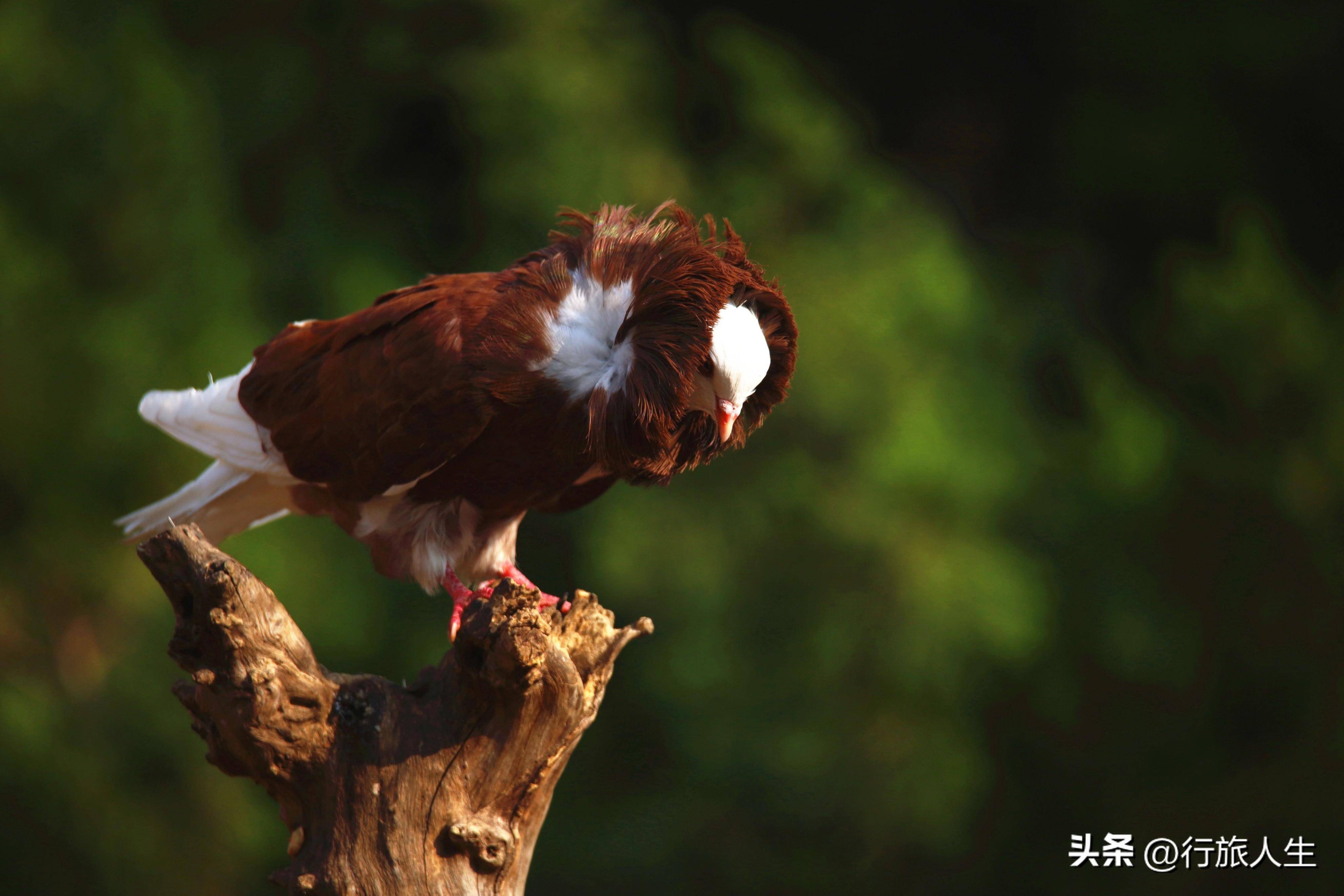 看看萌态的毛领鸽_羽毛_显得_品种