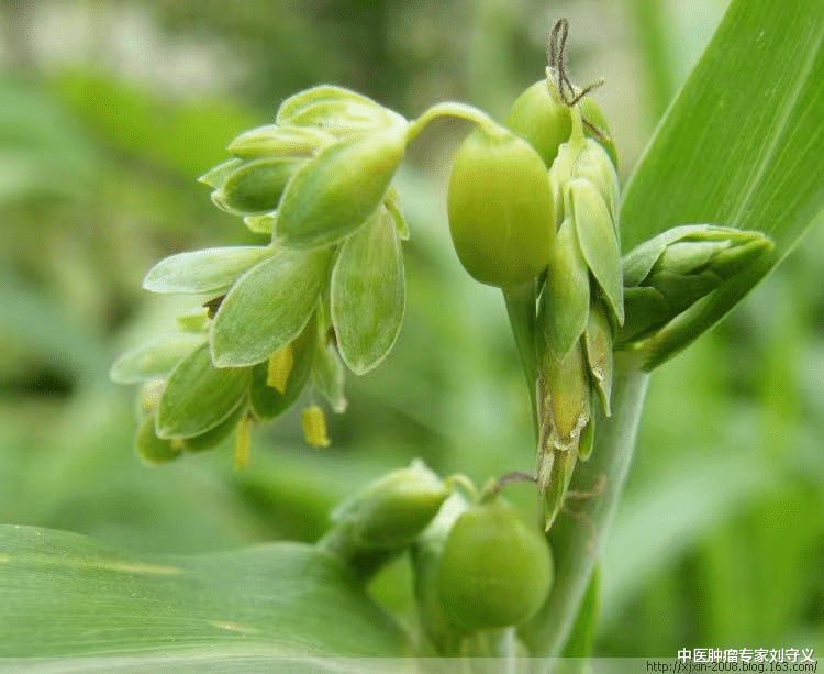 分享一味抗癌中药——五谷子,健脾利湿的美食,组方应用多多_治疗_薏苡
