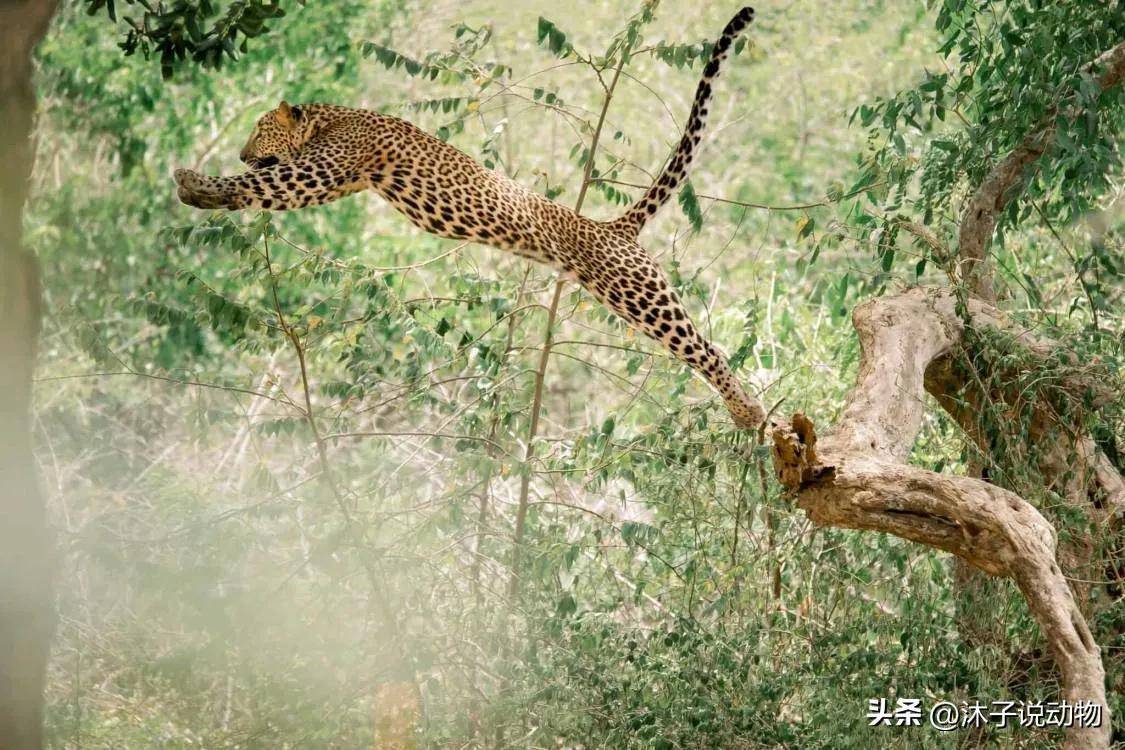 凶猛的"富贵豹"猎杀狒狒,潜水爬树,却被人们捕杀濒临灭绝_豹子_猎物