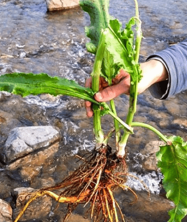 野菠菜根怎么吃图片