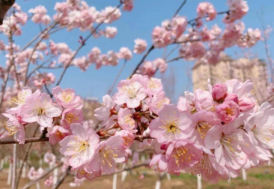 慕青初美人鹤壁全市种植了7万多株樱花,种类也很多,昭君,云南早樱