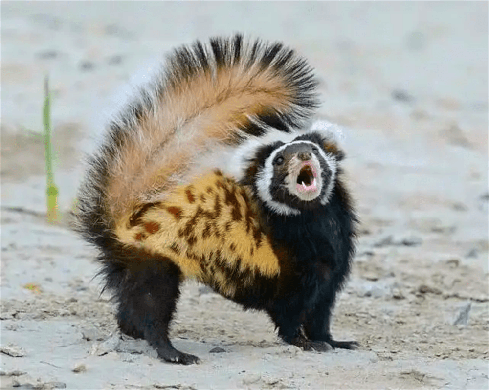 贺兰山出现平头哥的小弟,身穿虎皮裙,戴黑眼罩,啃蜥