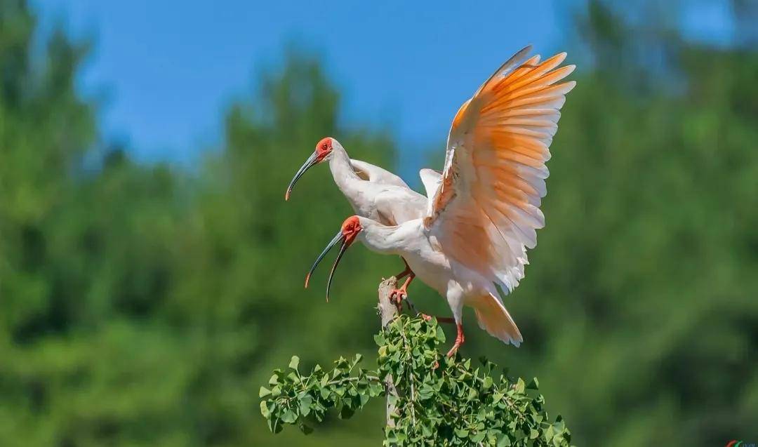 有披着头纱的新娘,鸟类中的明珠之称的朱鹮_雏鸟_动物_中国