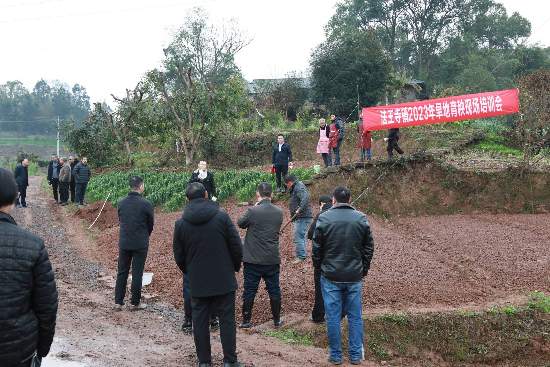 合江县法王寺镇:春耕不等闲,农技培训忙_匡思平_旱育秧_工作
