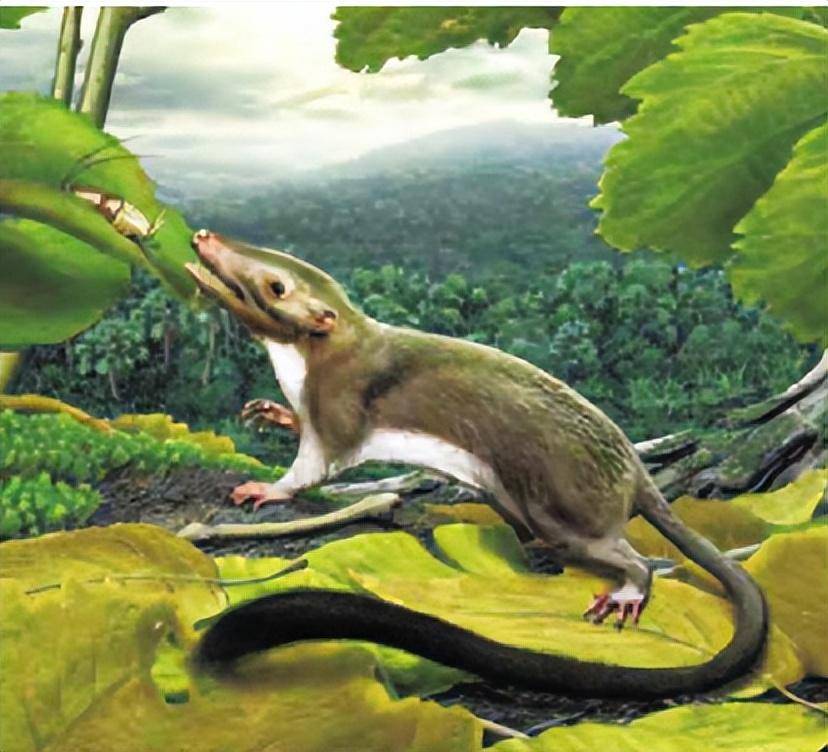 问,马有几个脚趾头?_进化_动物_偶蹄目