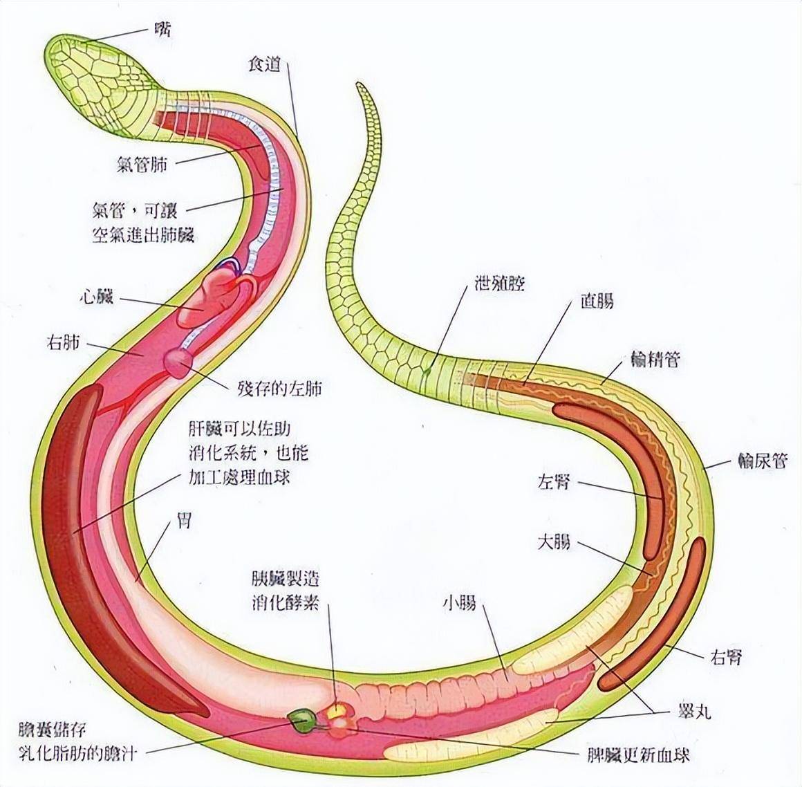 蛇繁殖器官图片