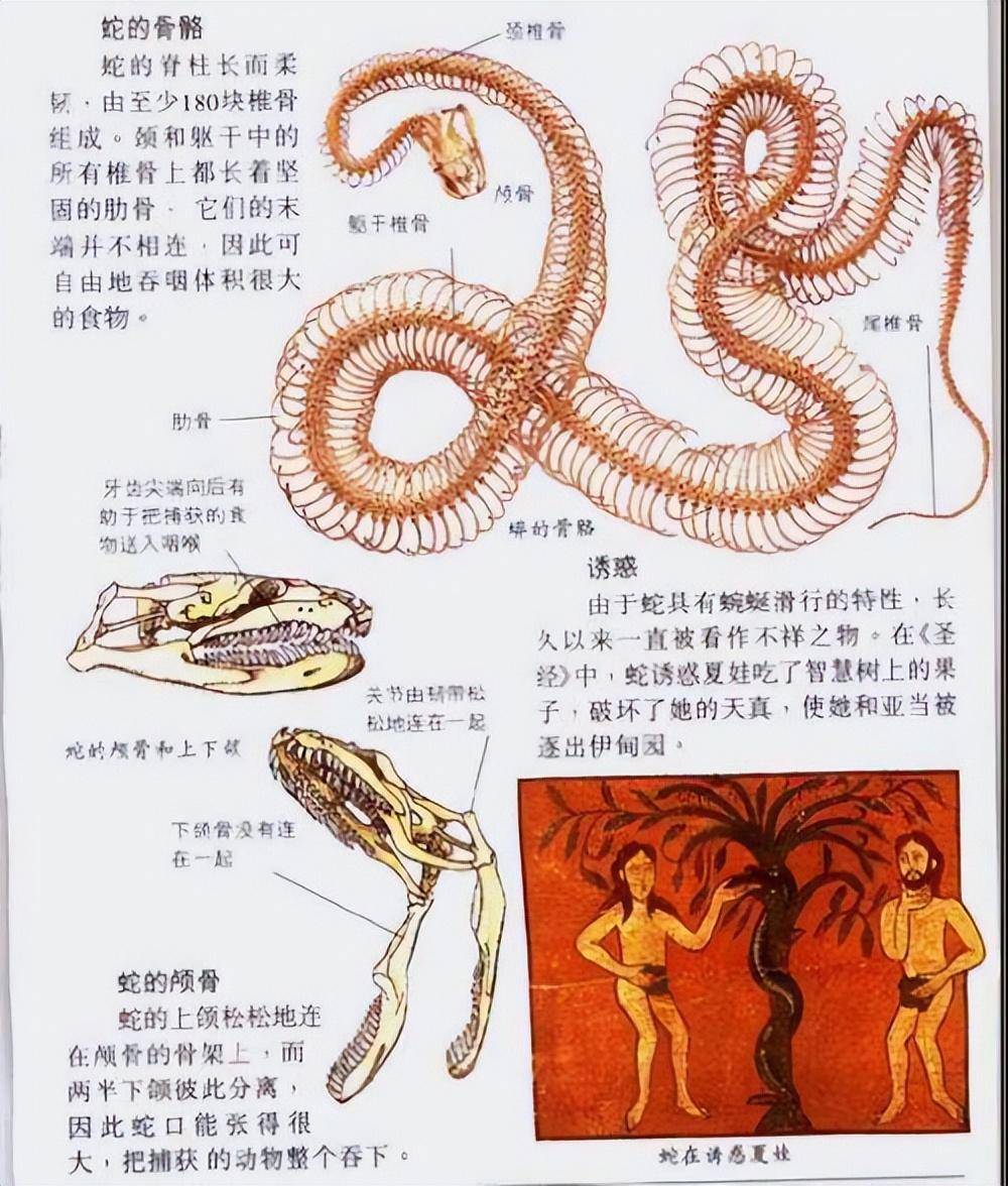 蛇的繁殖方式图片