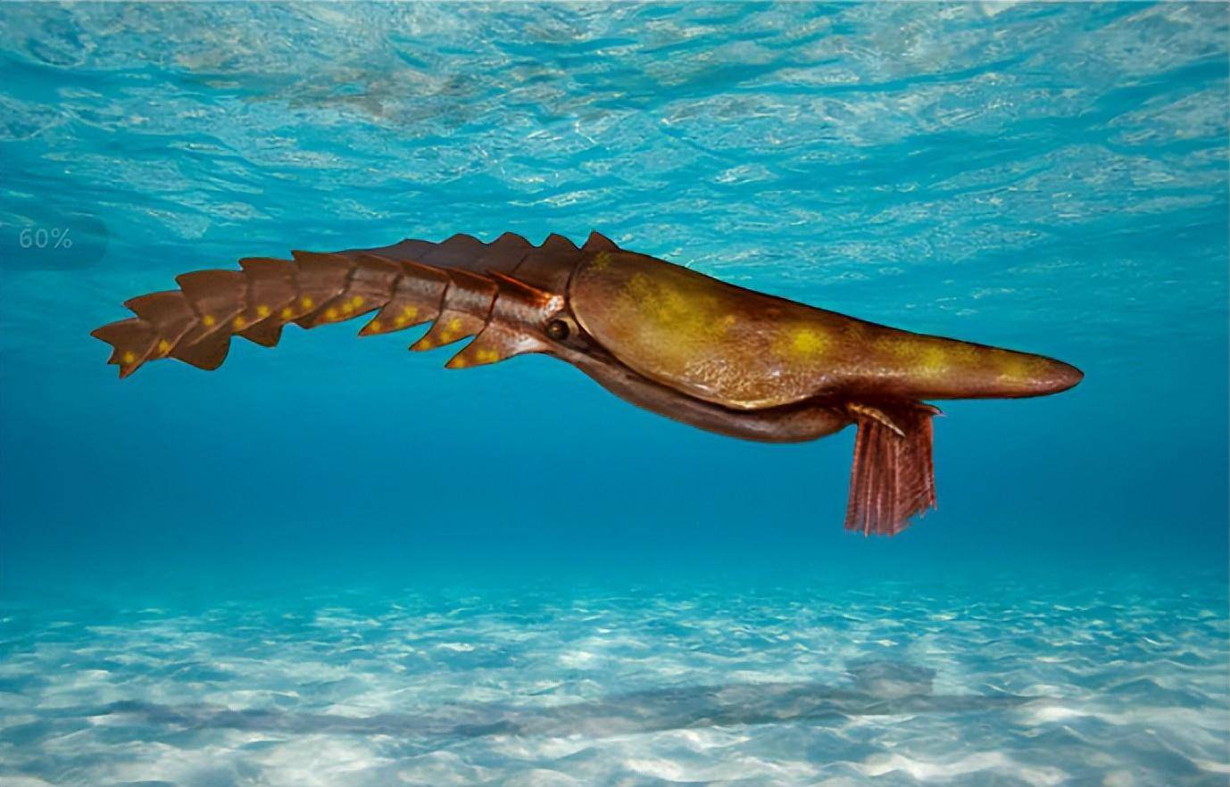 那群光怪陆离的生物之海神盔虾_寒武纪_动物_是一种