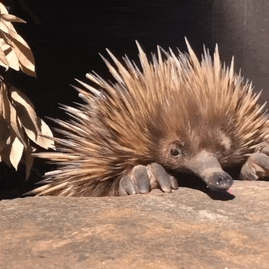 鼻子会开花,没有眼睛像条香肠,背上长刺还会下蛋_动物_病症_触觉