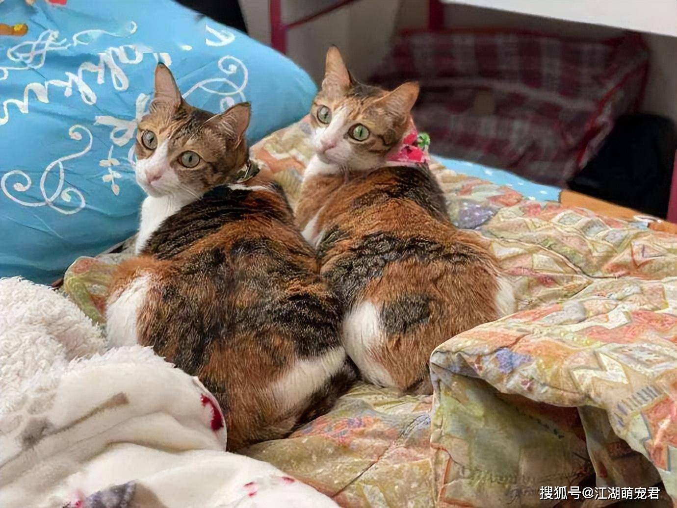 三花猫”弃养率高的原因，原来背后有这些“秘密”_搜狐网