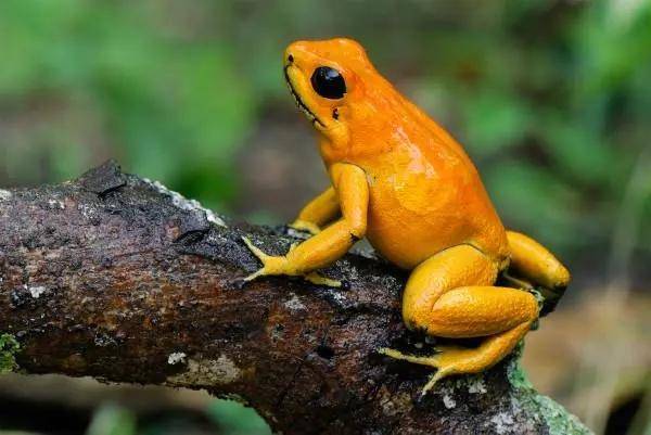 蛙中"毒王"箭毒蛙有没有天敌?是什么动物?_毒性_毒液_金色