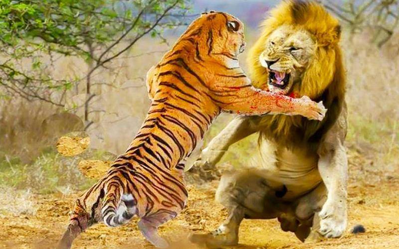 老虎杀死狮子案例图片