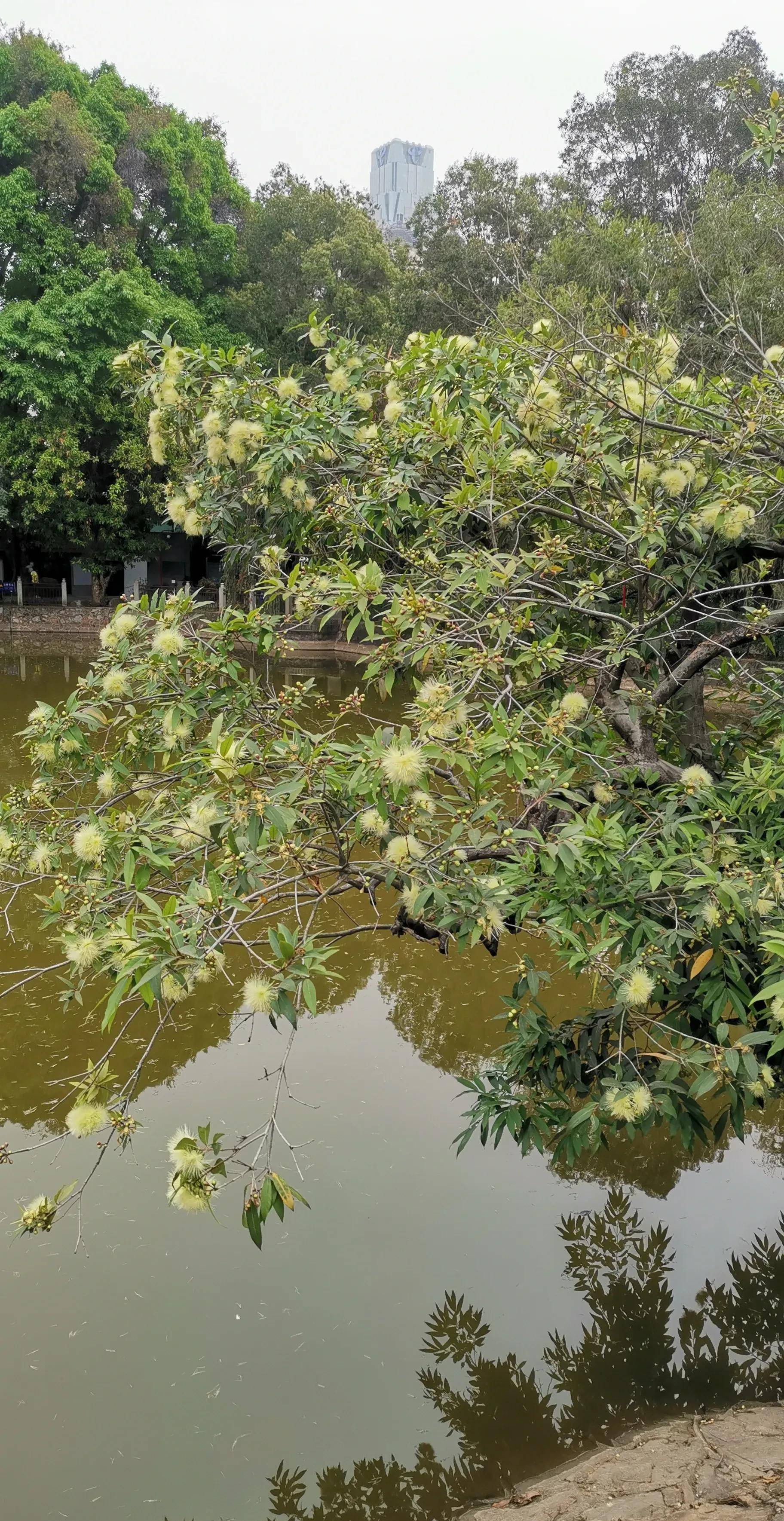 花花世界:洋蒲桃樹上的花朵原來這麼素雅_植物_果實_味道