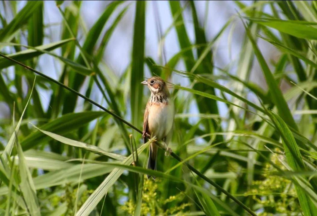 我印象最深刻的是我老家前大野鱼塘和芦苇荡里的一种鸟,叫声急促清翠