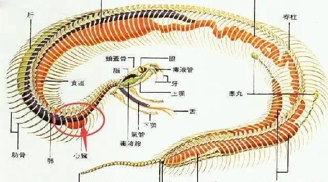 第二个弱点就是泄殖腔,蟒蛇缠绕人时,是从尾部开始的,此时注意观察
