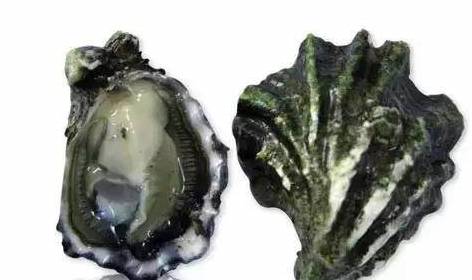 熊本生蚝、西雅图奶油生蚝……美国**生蚝大赏！(图19)