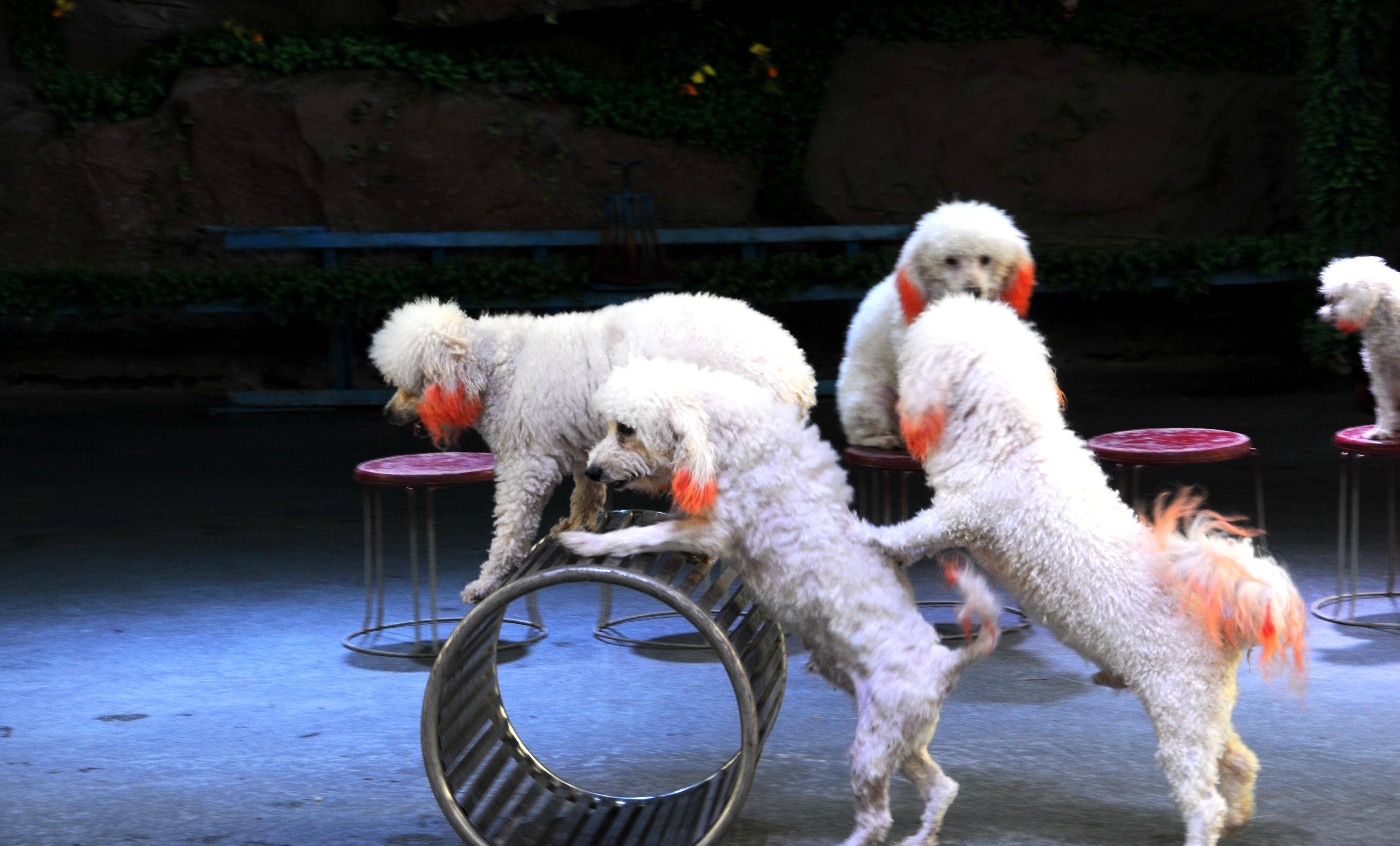 动静两相宜 玩转周边游 打卡东莞隐贤山庄国潮风尚_园区_世界_动物园