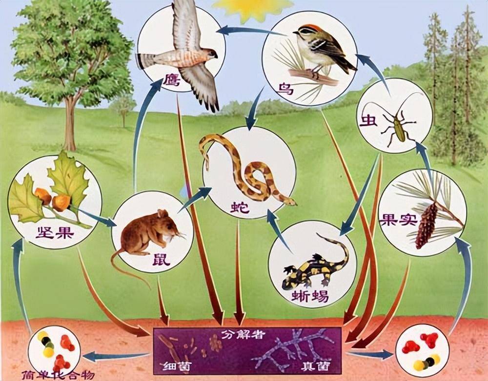 自然界生物链图片