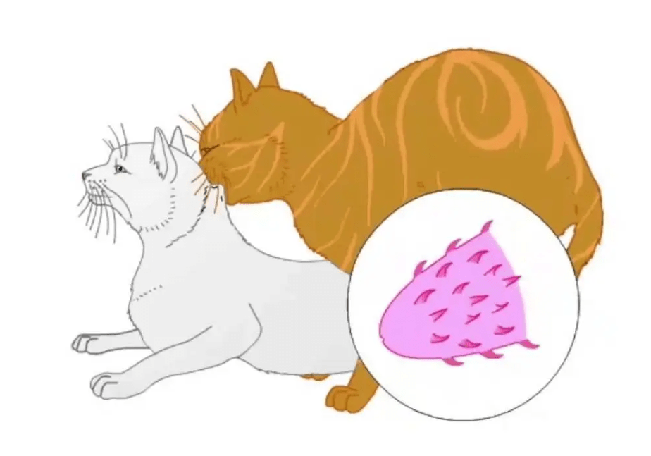 猫生殖器带刺,鸭子改造成螺旋状_公鸭_阴道_母猫