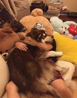 王思聪不仅自己喜欢布朗熊,还给爱犬王可可买来当玩具!