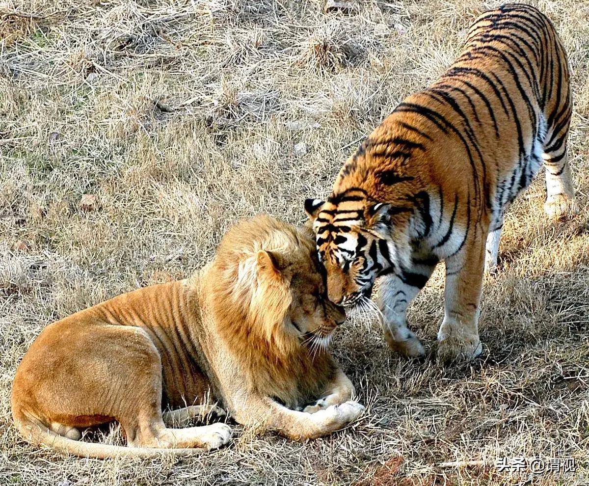 三打一！四川一动物园上演狮虎斗，老虎遭狮子围攻，最终不治身亡_搜狐网, image size:1200x990