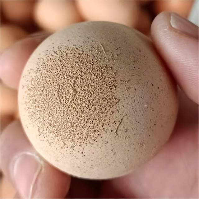 起蛋壳质量的问题,昨天我讲到滑液囊支原体后遗症造成鸡蛋出现沙壳蛋