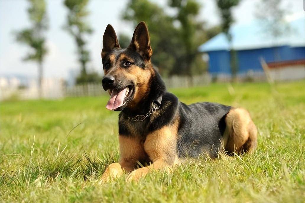 法国狼犬价位图片