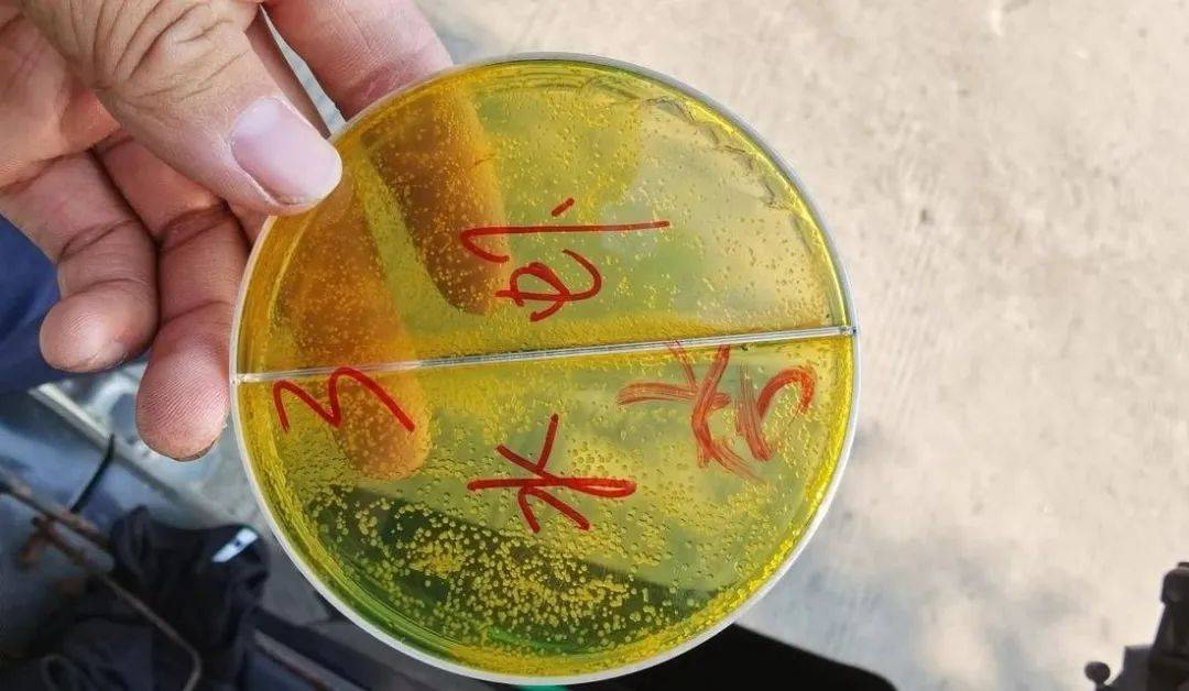 还靠消杀来处理弧菌?用这个方法,反而防治更轻松了_消毒_控制_池塘