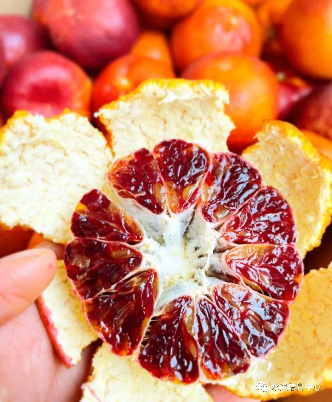 (又名媛红椪柑,黑美人)紫美人除了浙江外,也被引入到了四川,江西,重庆