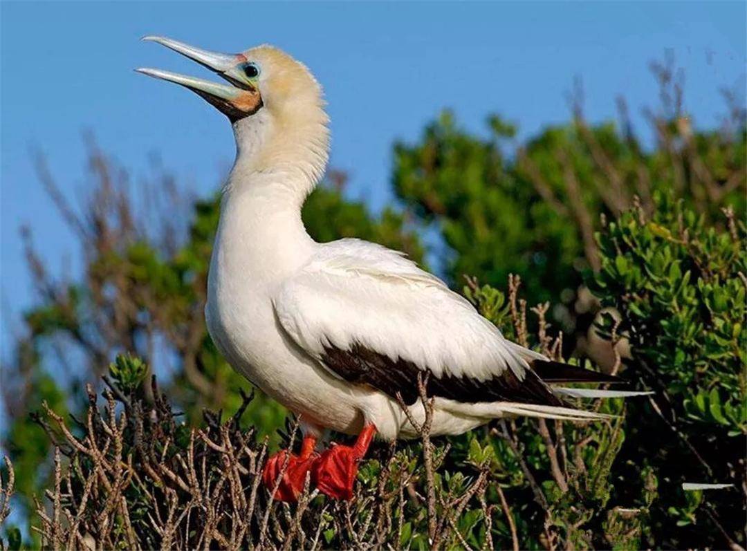 西沙东岛惊现野牛群,发现时已繁衍300多年,野牛到底从何而来?