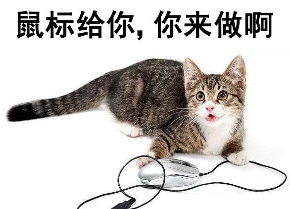 我的猫抢了我的工做！老板永久不晓得，在对面打发他的是人是猫？