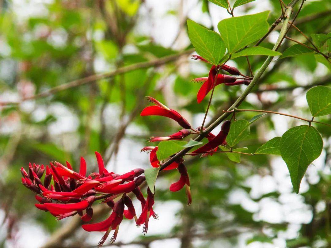 以前我总是分不清龙牙花和刺桐的区别,现在我分得清了,主要看气质.