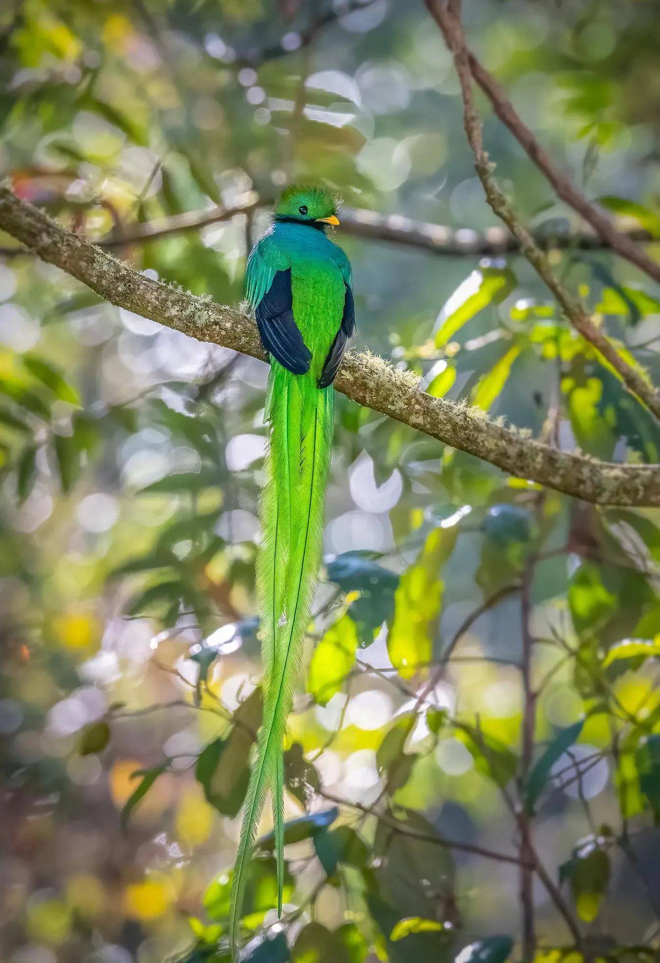 自然之美:凤尾绿咬鹃_鸟类_雌雄_森林