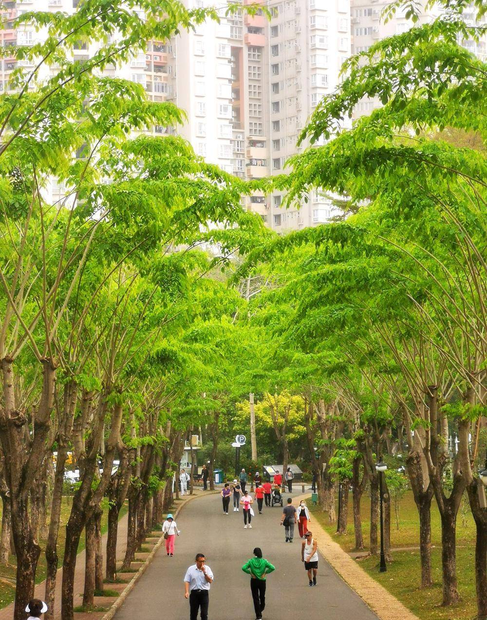 国家森林城市深圳,市中心的草原和森林,春天真的太美了_公园_莲花山_
