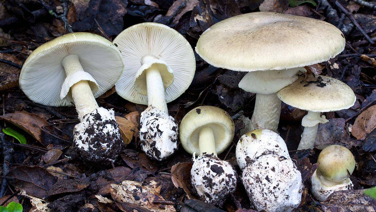 "死亡帽"菇,蘑菇中毒性最强之一,是如何传遍,立足全世界的?