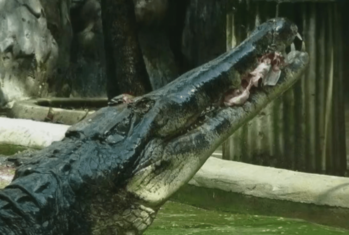 钓鱼佬开水族馆70年不营业,繁育出全球濒危的"黄金大鳄"_奥里诺科河