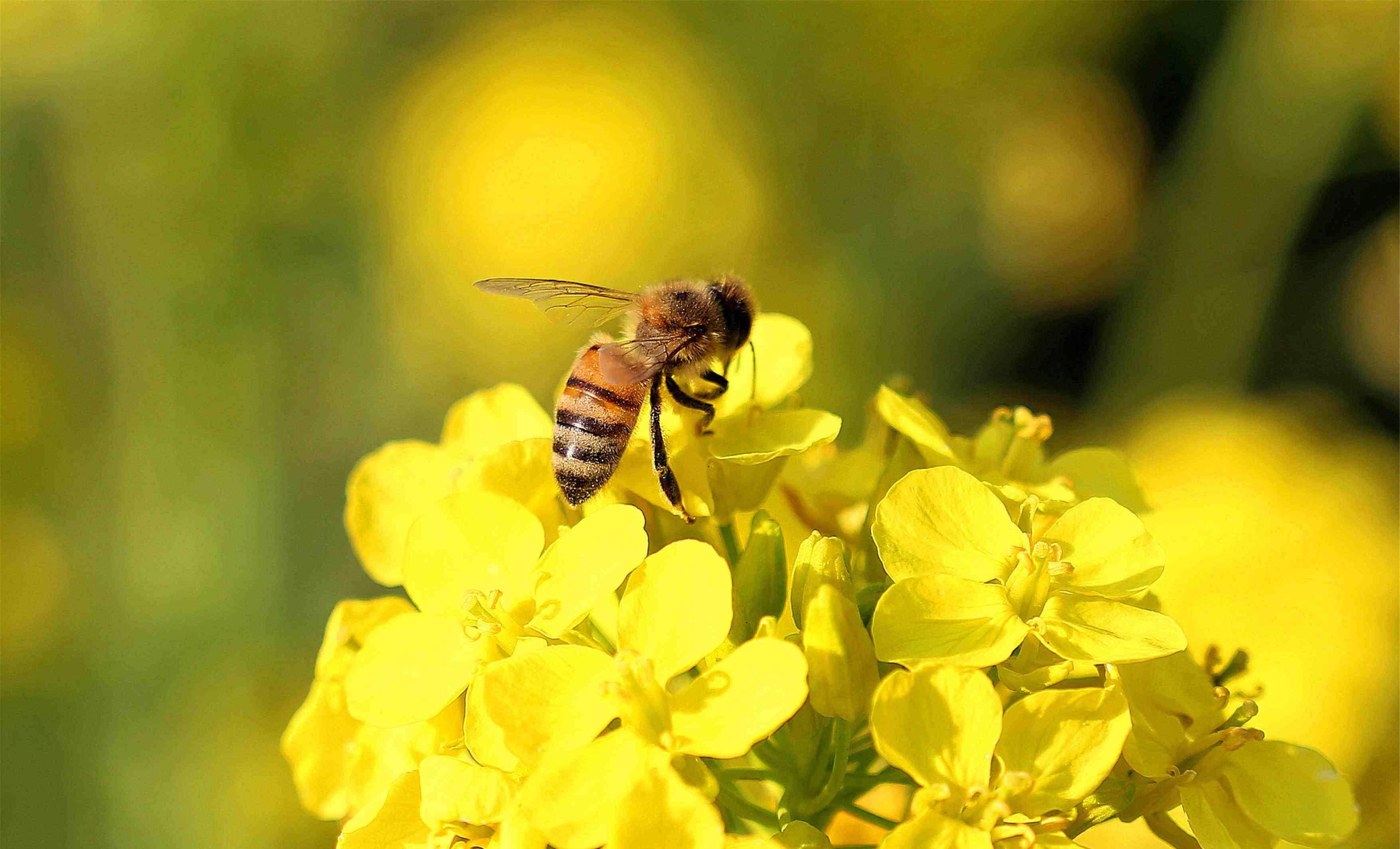 我和春天有个约会-放飞心情去旅行(散文)_蜜蜂_油菜花_疫情
