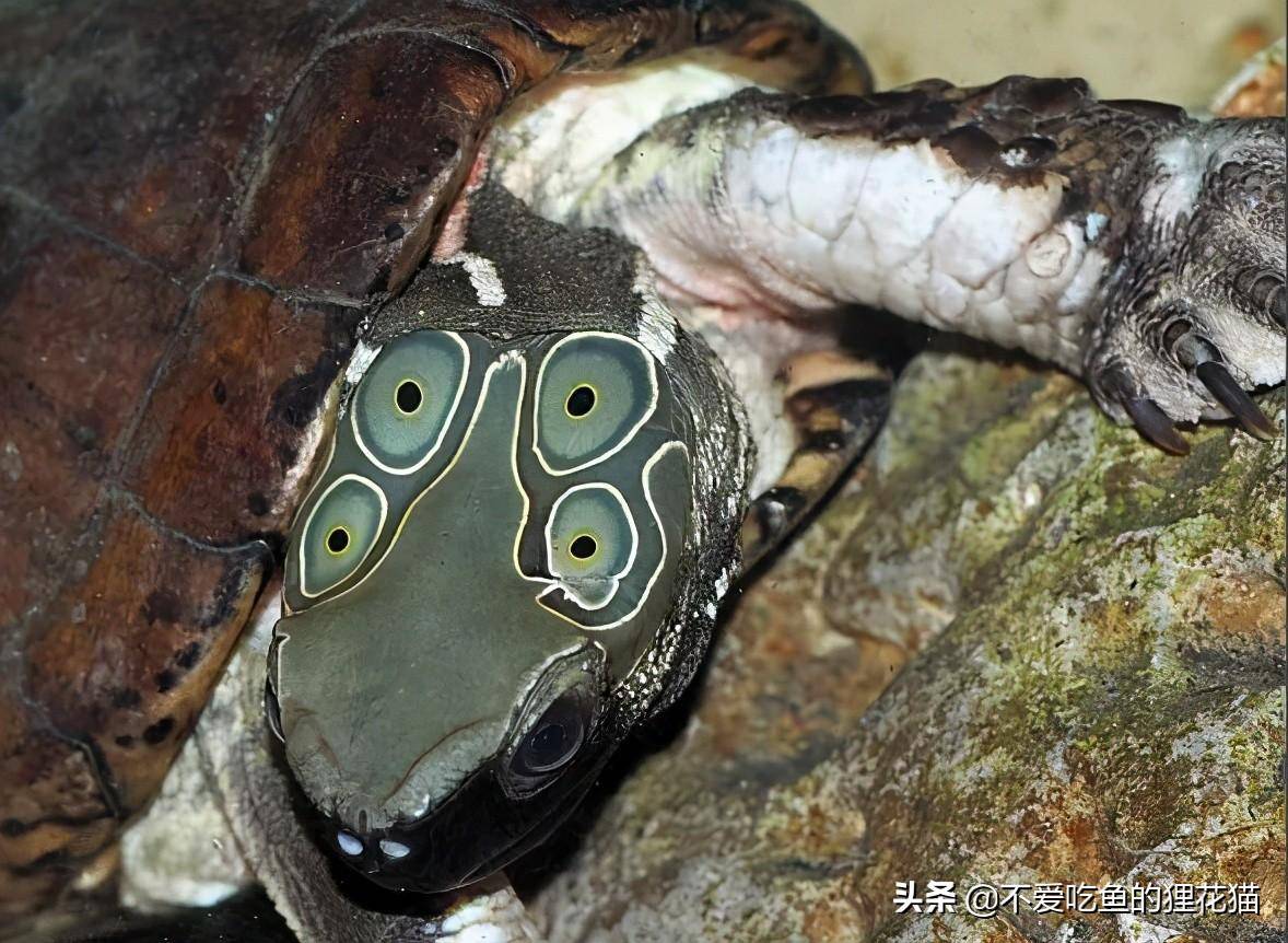 生性胆小,海南特有的淡水龟类:海南四眼斑水龟